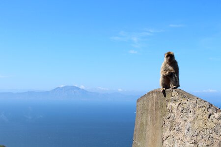 Monkey animal africa view