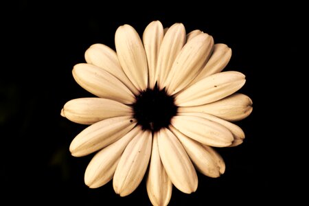 Fragrance nature beauty