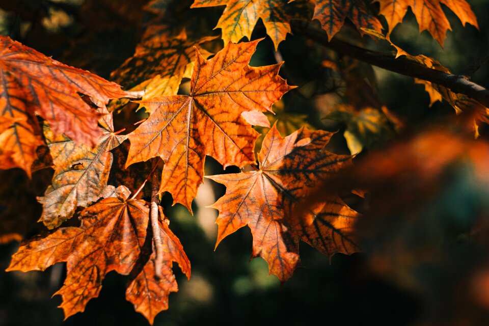 Nature autumn orange tree photo
