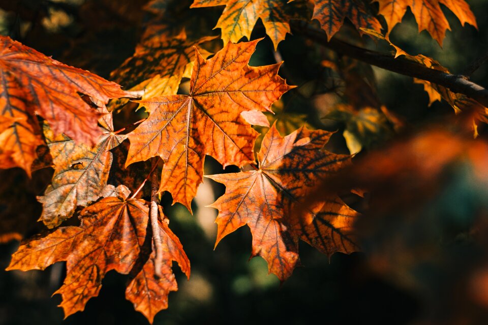 Nature autumn orange tree
