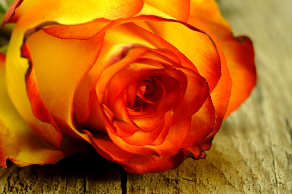 Love affection romantic