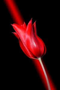 Macro vivid color black color