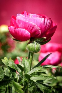 Leaf garden peony