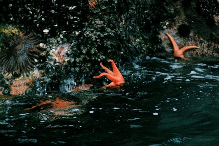 Star sea paracas