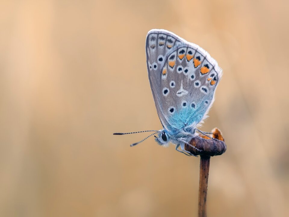 Lycaenidae wing animal