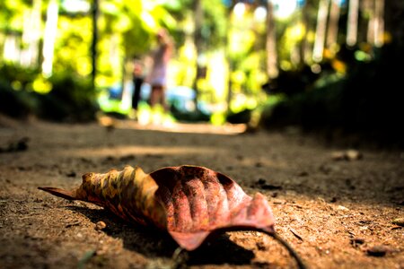 Woods fallen leaves landscape