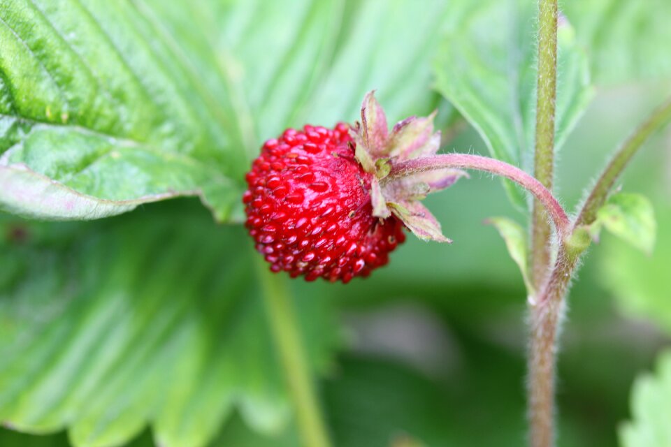 Delicious summer healthy