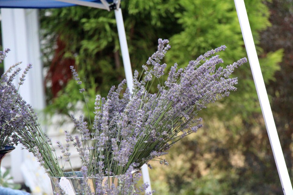 Flower nature purple