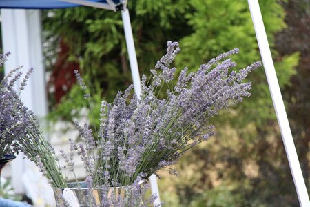 Flower nature purple
