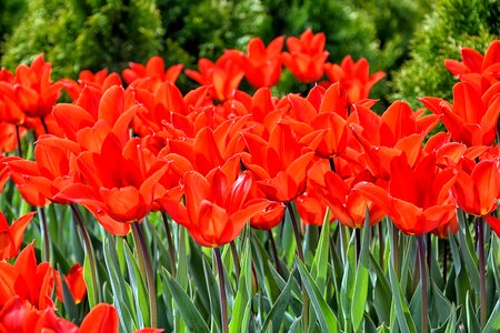 Vivid color nature close-up