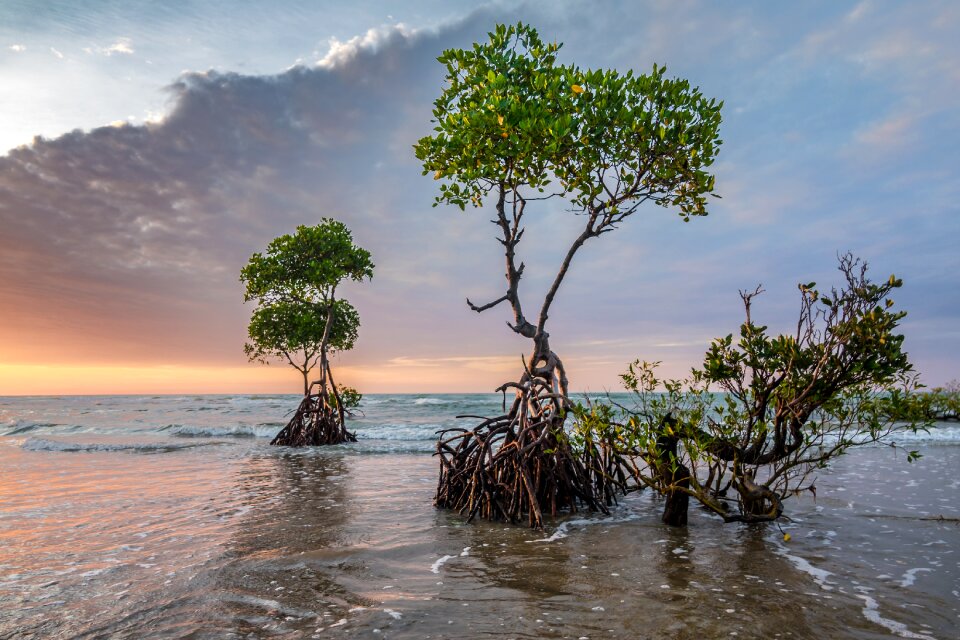 Mangrove tree beach sunset sky