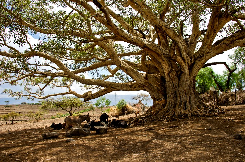 Ethiopia - Peace Corps (11652306293)