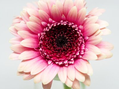 Floral flora beautiful