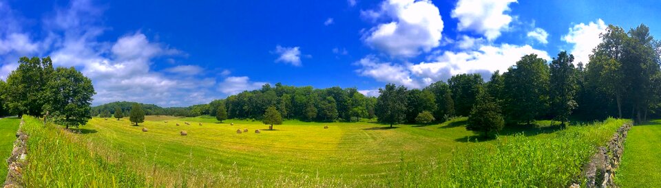 Summer green nature photo