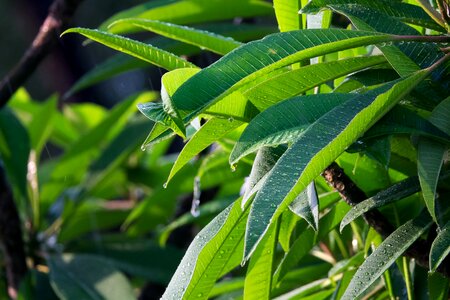 Tropical rain frangipani tree green leaf