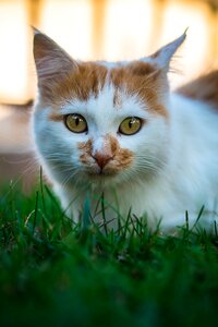 A cat's head domestic animal in the doghouse