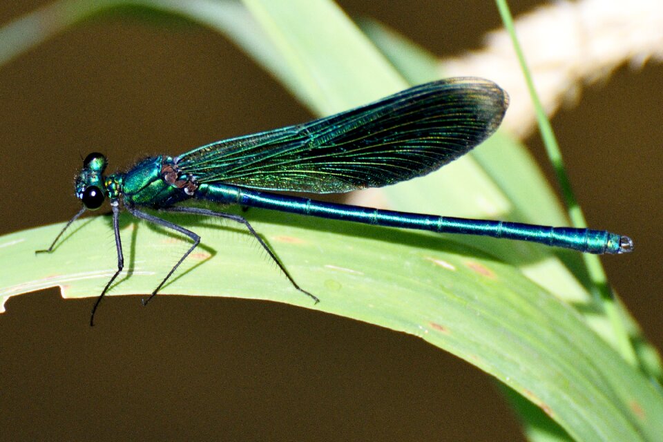 Insect macro calopteryx virgo