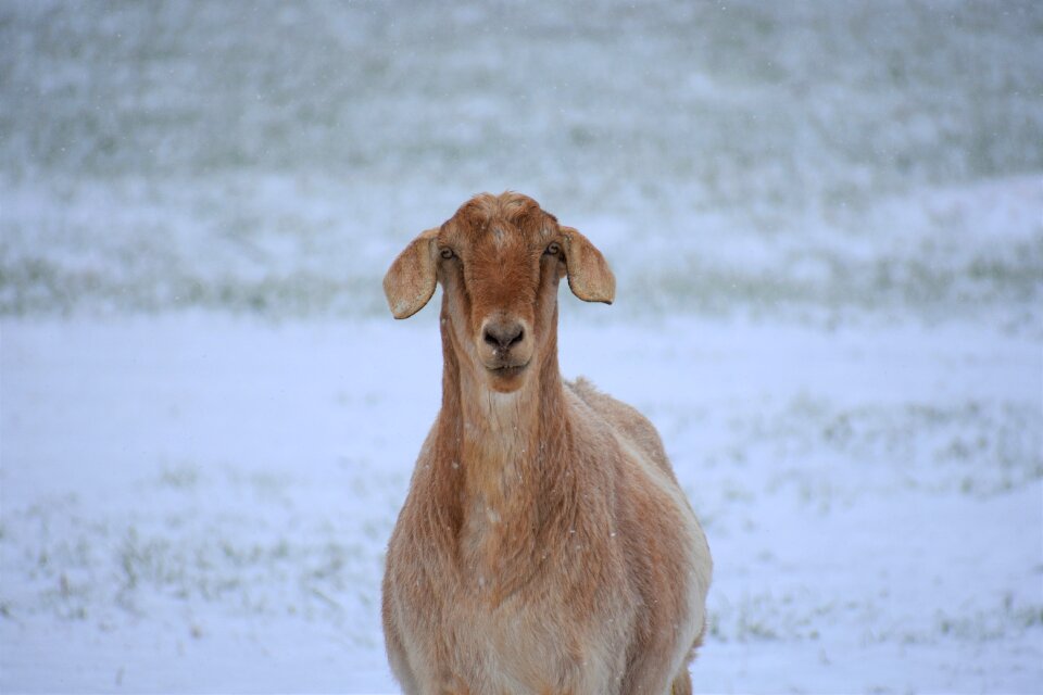 Winter wildlife goat