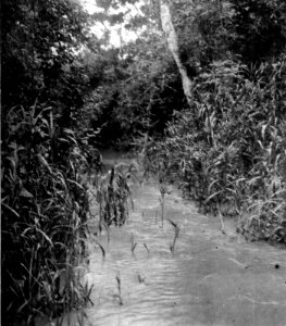 Ett stycke av kanalen som förbinder Rio Mamoré med Rio Machupos källflod Rio Ipurupuru - SMVK - 005883 photo