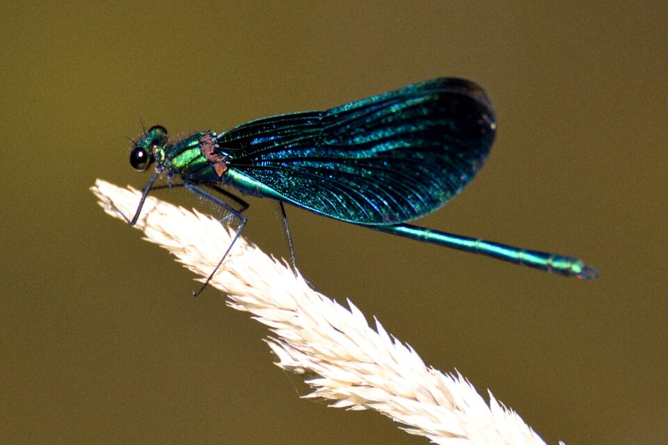 Insect macro calopteryx virgo