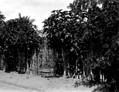Ett staket av pignon d'Inde, som växer bra. Fenerive. Madagaskar - SMVK - 021927