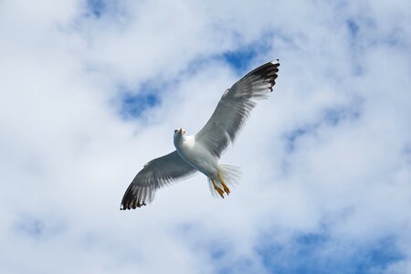 Animal nature gulls photo