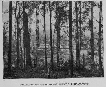 Eucalyptus Forest 1901 Korensky photo
