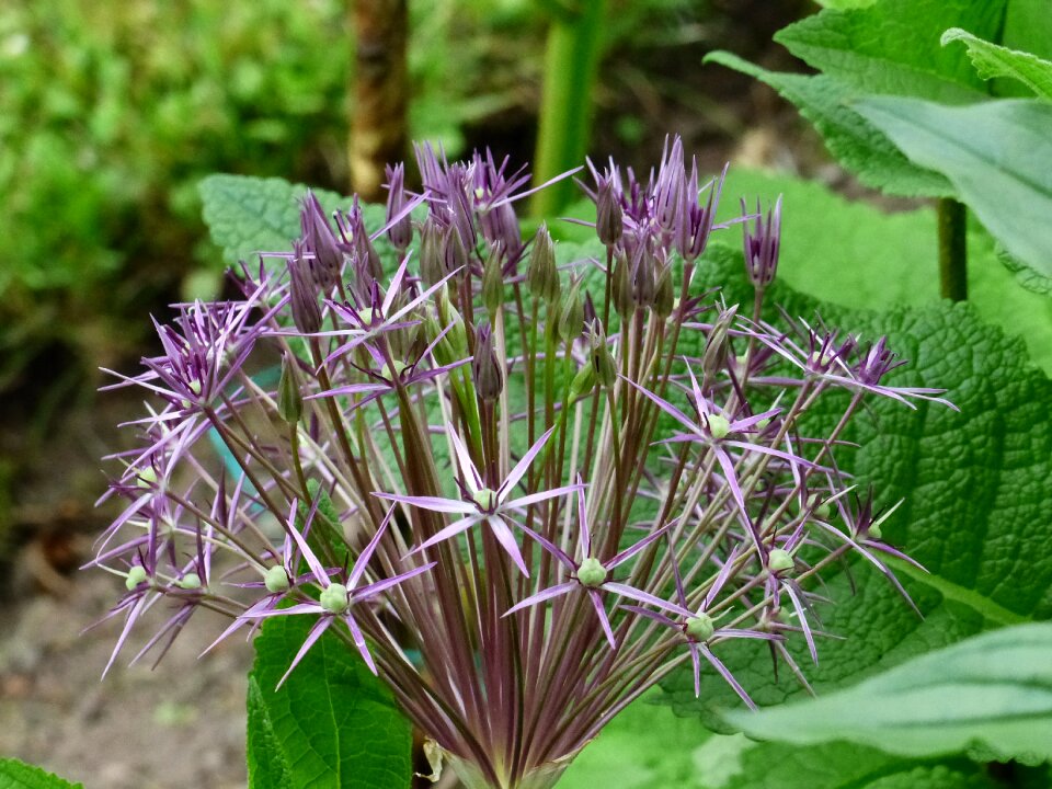 Summer garden colors