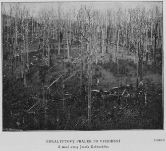 Eucalyptus Forest After Fire 1901 Korensky