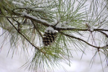 Winter tree branch photo