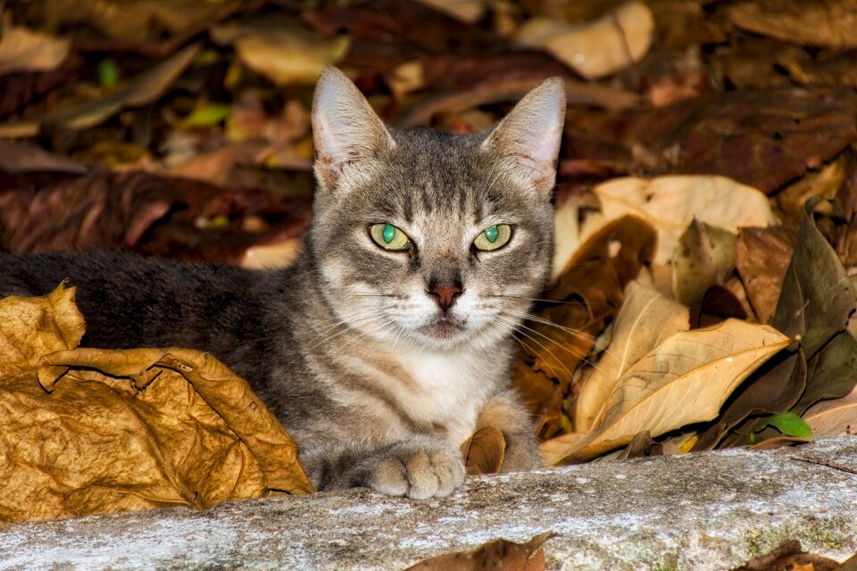 Feline animals feline look photo