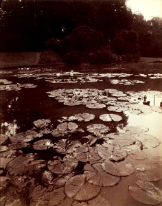 Eugène Atget - Nymphéa - 2002.69 - Cleveland Museum of Art