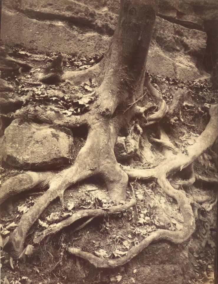 Eugène Atget (French - Tree Roots, Saint-Cloud - Google Art Project