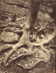 Eugène Atget (French - Tree Roots, Saint-Cloud - Google Art Project