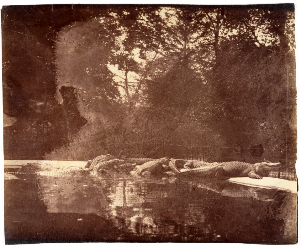 Eugène Atget, Jardin des Plantes, 1898–1900