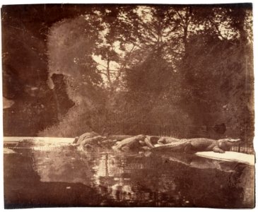 Eugène Atget, Jardin des Plantes, 1898–1900