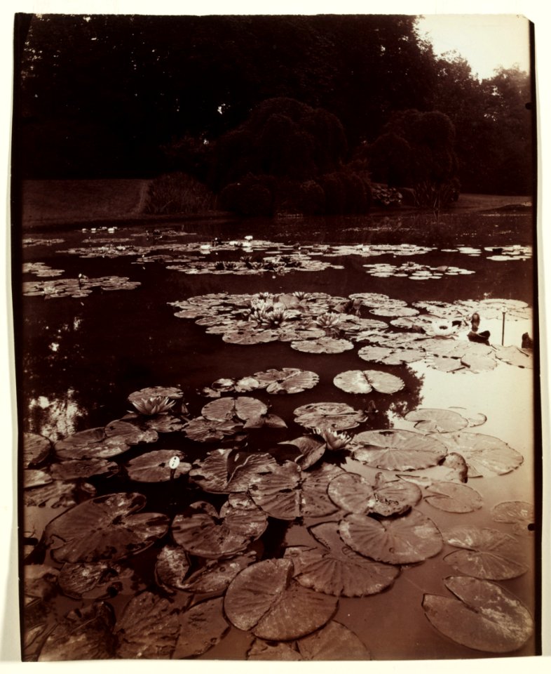 Eugène Atget - Nymphéa - 2002.69 - Cleveland Museum of Art