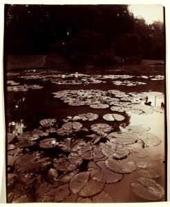 Eugène Atget - Nymphéa - 2002.69 - Cleveland Museum of Art