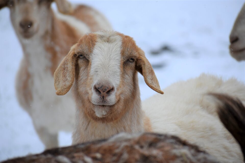 Nature portrait goat