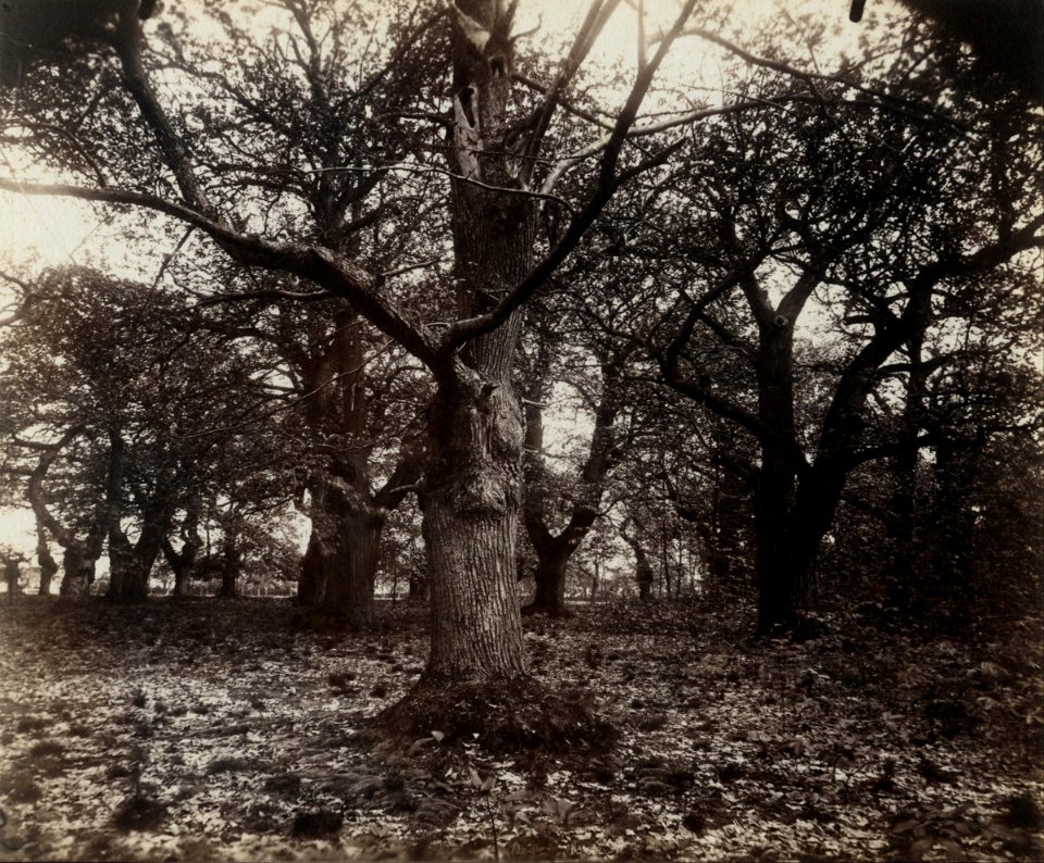 Eugène Atget - Châtaigniers - Google Art Project