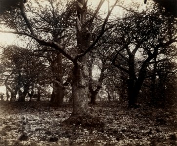 Eugène Atget - Châtaigniers - Google Art Project
