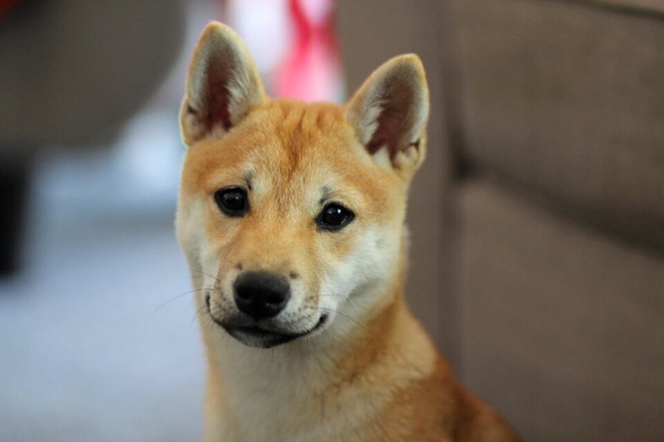 Animal shiba pet photo