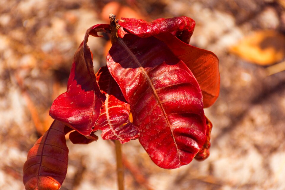 Dry leaf foliage dries dry twigs