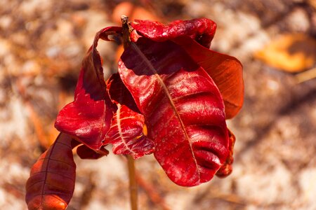 Dry leaf foliage dries dry twigs photo