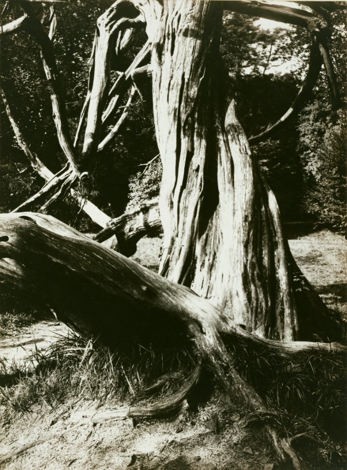 Eugène Atget, Pine Tree Trunks, Trianon - Getty Museum