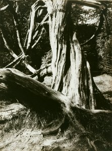 Eugène Atget, Pine Tree Trunks, Trianon - Getty Museum