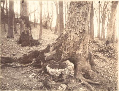 Eugène Atget, Parc de Saint-Cloud, Paris, 1915–20 photo