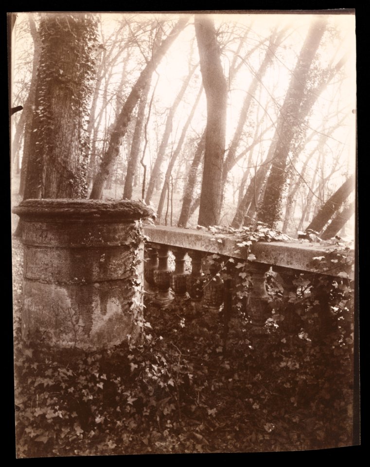 Eugène Atget, Saint-Cloud Park, Paris, 1924