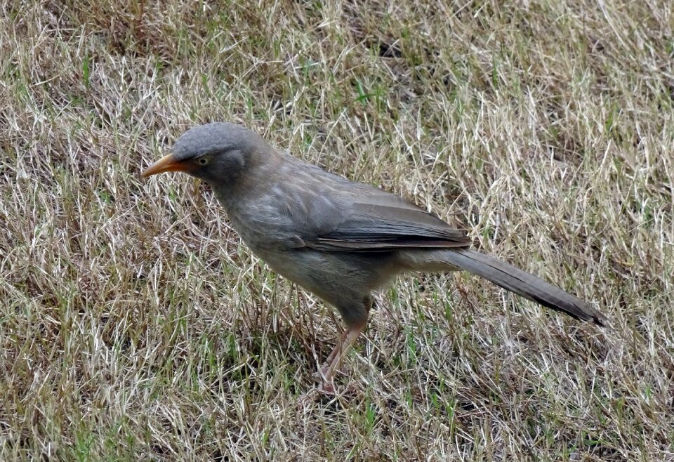 Babbler leiothrichidae avian
