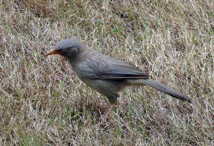 Babbler leiothrichidae avian